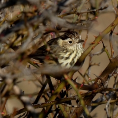 Pyrrholaemus sagittatus (Speckled Warbler) at Wandiyali-Environa Conservation Area - 24 Aug 2019 by Wandiyali