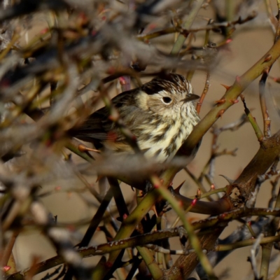 Pyrrholaemus sagittatus (Speckled Warbler) at Wandiyali-Environa Conservation Area - 24 Aug 2019 by Wandiyali