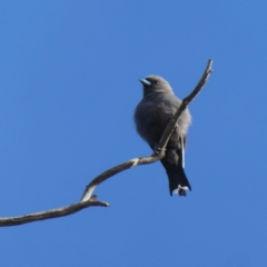 Artamus cyanopterus cyanopterus (Dusky Woodswallow) at Wandiyali-Environa Conservation Area - 25 Feb 2019 by Wandiyali