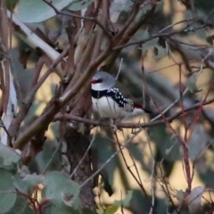 Stagonopleura guttata (Diamond Firetail) at Environa, NSW - 15 Jun 2015 by Wandiyali