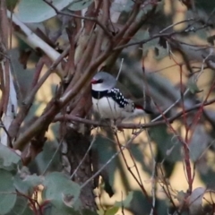 Stagonopleura guttata (Diamond Firetail) at Environa, NSW - 14 Jun 2015 by Wandiyali