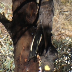 Zanda funerea (Yellow-tailed Black-Cockatoo) at Jerrabomberra, NSW - 5 Aug 2018 by Wandiyali