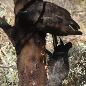 Zanda funerea at Jerrabomberra, NSW - 5 Aug 2018