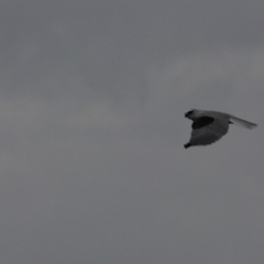 Elanus axillaris (Black-shouldered Kite) at QPRC LGA - 1 Apr 2012 by Wandiyali