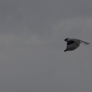Elanus axillaris at Googong, NSW - 1 Apr 2012 02:55 PM