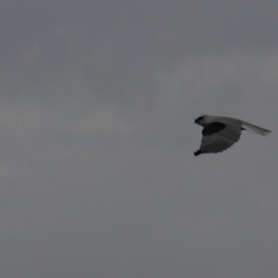 Elanus axillaris (Black-shouldered Kite) at Googong, NSW - 1 Apr 2012 by Wandiyali