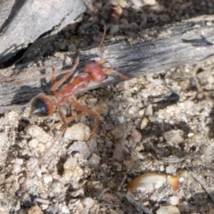 Myrmecia gulosa (Red bull ant) at Namadgi National Park - 27 Sep 2019 by DonFletcher