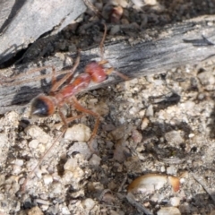 Myrmecia gulosa (Red bull ant) at Booth, ACT - 27 Sep 2019 by DonFletcher