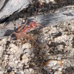 Myrmecia gulosa at Booth, ACT - 27 Sep 2019 02:16 PM