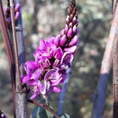 Indigofera australis subsp. australis (Australian Indigo) at Fadden, ACT - 28 Sep 2019 by Rocklily