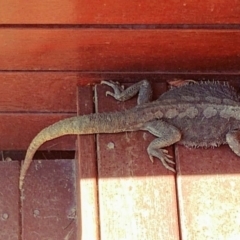 Pogona barbata (Eastern Bearded Dragon) at Hughes Grassy Woodland - 28 Sep 2019 by Rebreay