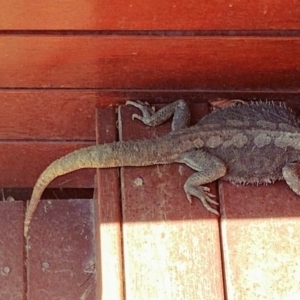 Pogona barbata at Hughes, ACT - suppressed