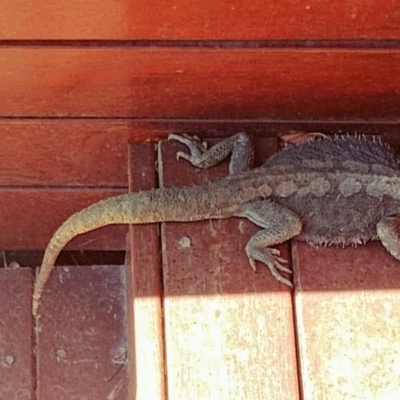 Pogona barbata (Eastern Bearded Dragon) at Hughes Grassy Woodland - 28 Sep 2019 by Rebreay