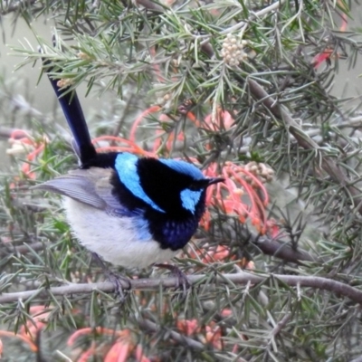 Malurus cyaneus (Superb Fairywren) at Fyshwick, ACT - 27 Sep 2019 by RodDeb