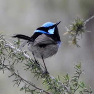 Malurus cyaneus at Fyshwick, ACT - 27 Sep 2019 02:45 PM