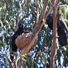 Corcorax melanorhamphos (White-winged Chough) at Hughes Grassy Woodland - 28 Sep 2019 by LisaH