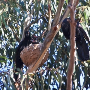 Corcorax melanorhamphos at Hughes, ACT - 28 Sep 2019 11:03 AM