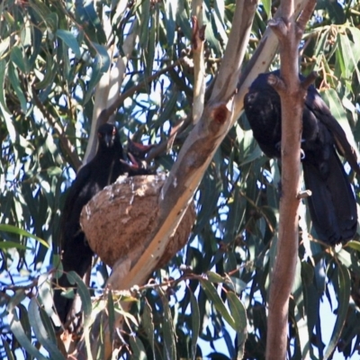 Corcorax melanorhamphos (White-winged Chough) at Red Hill to Yarralumla Creek - 28 Sep 2019 by LisaH