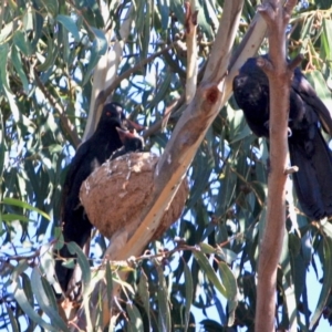 Corcorax melanorhamphos at Hughes, ACT - 28 Sep 2019