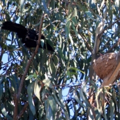 Corcorax melanorhamphos at Hughes, ACT - 28 Sep 2019 11:03 AM