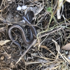 Hemiergis talbingoensis (Three-toed Skink) at Cook, ACT - 28 Sep 2019 by JasonC