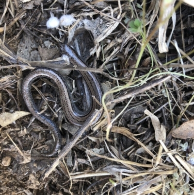 Hemiergis talbingoensis (Eastern Three-toed Earless Skink) at Cook, ACT - 28 Sep 2019 by JasonC