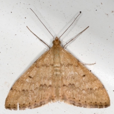 Scopula rubraria (Reddish Wave, Plantain Moth) at Ainslie, ACT - 26 Sep 2019 by jbromilow50