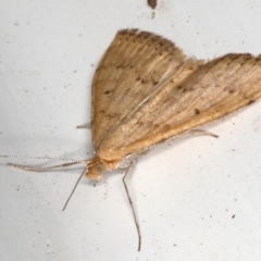 Scopula rubraria at Ainslie, ACT - 26 Sep 2019 05:03 PM