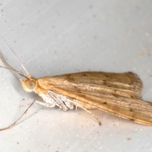 Scopula rubraria at Ainslie, ACT - 26 Sep 2019