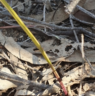 Thelymitra (Genus) (Sun Orchid) at Denman Prospect, ACT - 28 Sep 2019 by AaronClausen