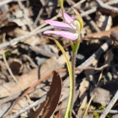 Caladenia carnea (Pink Fingers) at Denman Prospect, ACT - 28 Sep 2019 by AaronClausen