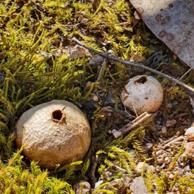 Bovista (A puffball) at Denman Prospect, ACT - 28 Sep 2019 by AaronClausen