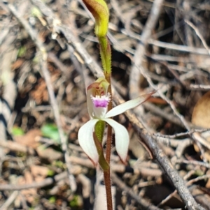 Caladenia ustulata at Denman Prospect, ACT - suppressed