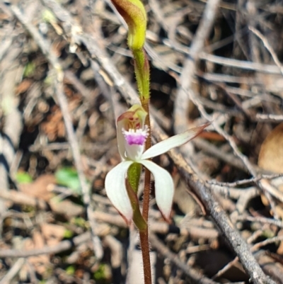 Caladenia ustulata (Brown Caps) at Denman Prospect, ACT - 28 Sep 2019 by AaronClausen