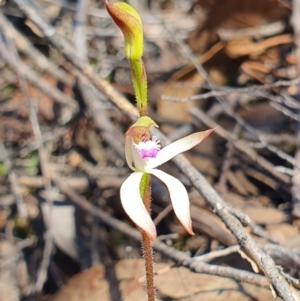 Caladenia ustulata at Denman Prospect, ACT - suppressed