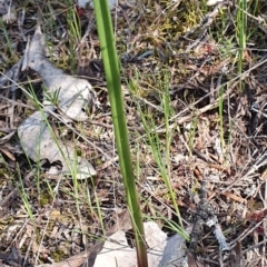 Thelymitra sp. (A Sun Orchid) at Denman Prospect, ACT - 28 Sep 2019 by AaronClausen