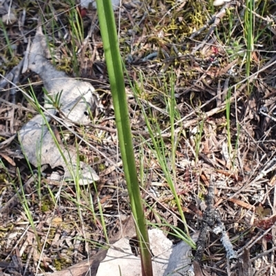 Thelymitra sp. (A Sun Orchid) at Denman Prospect, ACT - 28 Sep 2019 by AaronClausen