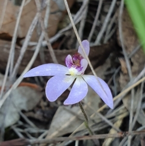 Cyanicula caerulea at Denman Prospect, ACT - 28 Sep 2019