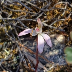 Caladenia fuscata (Dusky Fingers) at Denman Prospect, ACT - 28 Sep 2019 by AaronClausen