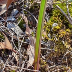 Thelymitra sp. (A Sun Orchid) at Denman Prospect, ACT - 28 Sep 2019 by AaronClausen