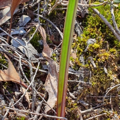 Thelymitra sp. (A Sun Orchid) at Piney Ridge - 28 Sep 2019 by AaronClausen