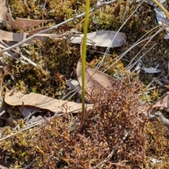 Thelymitra sp. at Piney Ridge - 28 Sep 2019 by AaronClausen