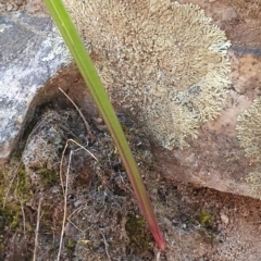 Thelymitra sp. (A Sun Orchid) at Block 402 - 28 Sep 2019 by AaronClausen