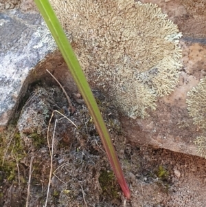 Thelymitra sp. at Denman Prospect, ACT - 28 Sep 2019