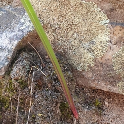 Thelymitra (Genus) (Sun Orchid) at Denman Prospect, ACT - 28 Sep 2019 by AaronClausen