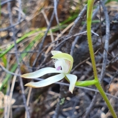 Caladenia ustulata (Brown Caps) at Block 402 - 28 Sep 2019 by AaronClausen