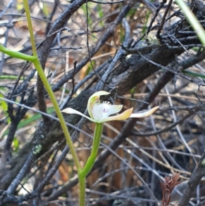 Caladenia ustulata at Denman Prospect, ACT - 28 Sep 2019