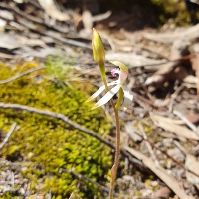 Caladenia ustulata (Brown Caps) at Block 402 - 28 Sep 2019 by AaronClausen