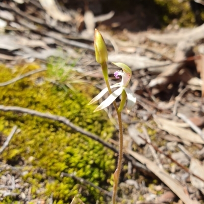 Caladenia ustulata (Brown Caps) at Piney Ridge - 28 Sep 2019 by AaronClausen