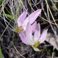 Caladenia carnea (Pink Fingers) at Denman Prospect, ACT - 28 Sep 2019 by AaronClausen